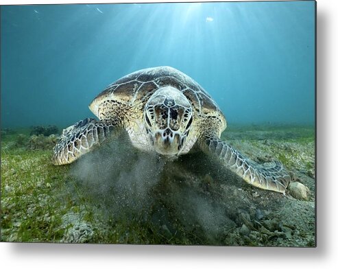 Green Turtle
Ocean
Lagoon
Underwater
Sealife
No People Metal Print featuring the photograph Feeding by Serge Melesan