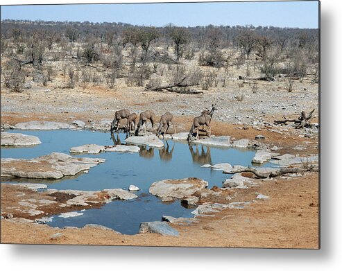 Risk Metal Print featuring the photograph Female Kudu Tragelaphus Drinking From A by Mike Copeland