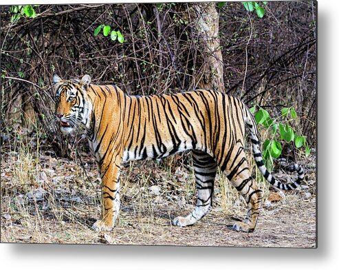 Ranthambore National Park Metal Print featuring the photograph Female Tiger Cub by Copyright@jgovindaraj