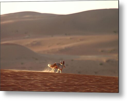 Animal Themes Metal Print featuring the photograph Fennec Fox by Ramon Ruti