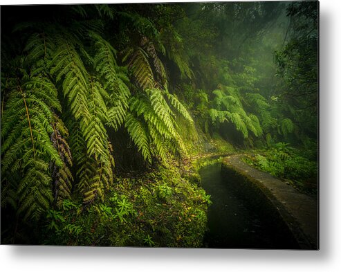 Rainforest Metal Print featuring the photograph Fern And Water by Roland Weber