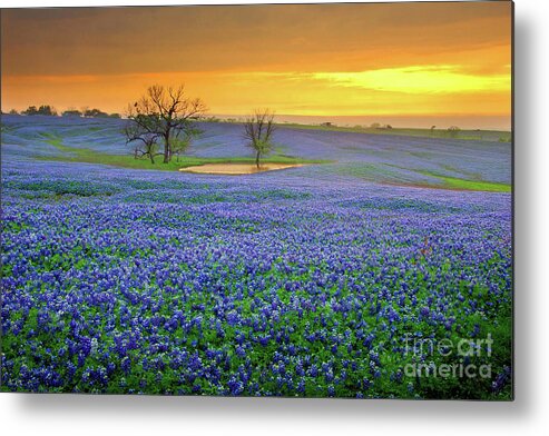 Texas Bluebonnets Metal Print featuring the photograph Field of Dreams Texas Sunset - Texas Bluebonnet wildflowers landscape flowers by Jon Holiday