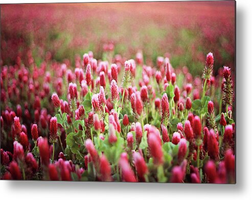 Outdoors Metal Print featuring the photograph Field Of Red Clover Flowers by Angie Tanksley