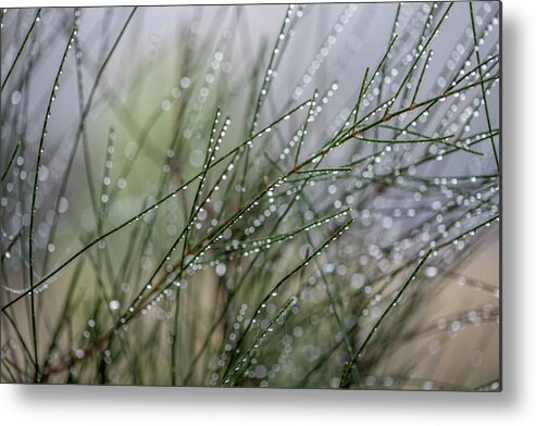 Mother Nature Metal Print featuring the photograph Fields Of Dew by Az Jackson