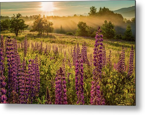 Amazing New England Artworks Metal Print featuring the photograph Fields Of Lupine by Jeff Sinon