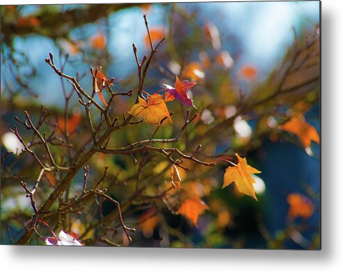 Fall Leaves Metal Print featuring the photograph Fiery Autumn by Bonnie Bruno