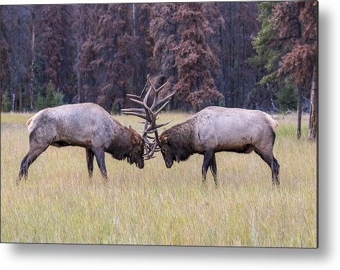 Elk Metal Print featuring the photograph Fight by Siyu And Wei Photography