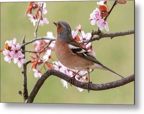 Finch
Animals
Nature
Flowers
Colors
Wild
Bird Metal Print featuring the photograph Finch by Marco Galimberti