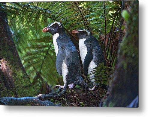 Animal Metal Print featuring the photograph Fiordland Crested Penguins In Dense Coastal Forest, Lake by Mark Carwardine / Naturepl.com