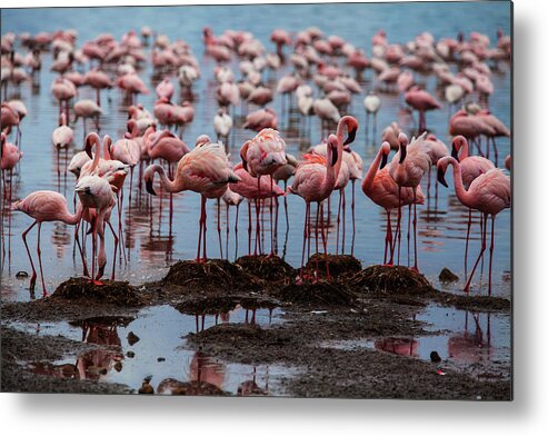Kenya Metal Print featuring the photograph Flamingos Examining Their Nests by Manoj Shah