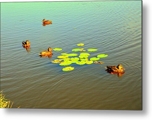 Henryk Metal Print featuring the photograph Floating ducks by Henryk Gorecki