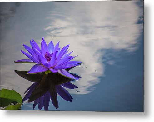 Floral Metal Print featuring the photograph Floating on a Cloud by John Rivera