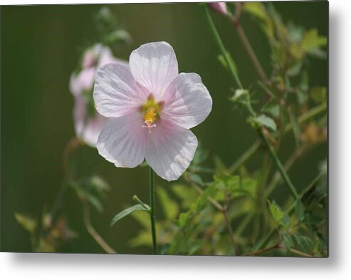 Florida Metal Print featuring the photograph Florida Flowers by Lindsey Floyd