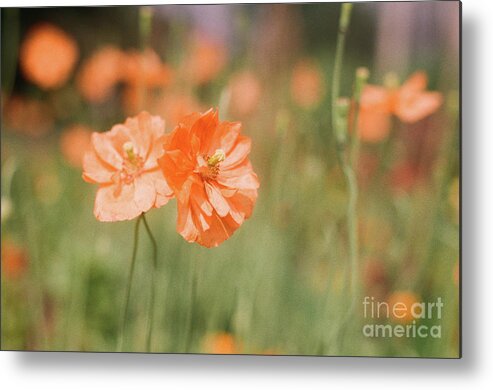 Flowers Metal Print featuring the photograph Flower Buddies by Ana V Ramirez
