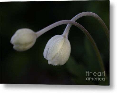 Photography Metal Print featuring the photograph Flower Buds by Alma Danison