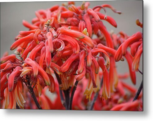 Africa Metal Print featuring the photograph Flower closeup by Patrick Nowotny