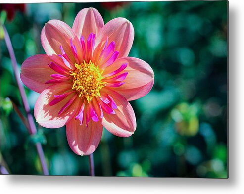 Flower Metal Print featuring the photograph Flower II by Anamar Pictures