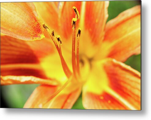 Day Lily Metal Print featuring the photograph Flower Pollen by Jason Fink
