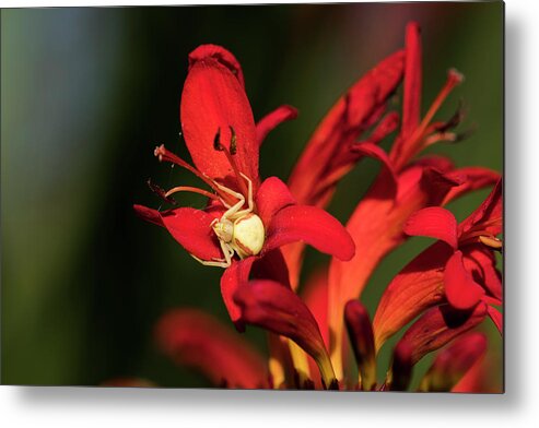 Animals Metal Print featuring the photograph Flower Spider on Crocosmia by Robert Potts