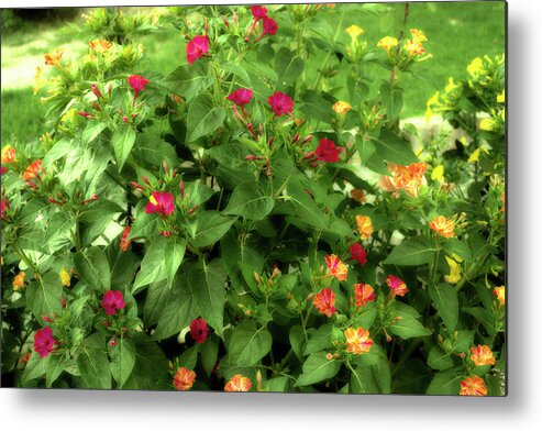 Garden Metal Print featuring the photograph Flowers At Sunset by Vivida Photo PC