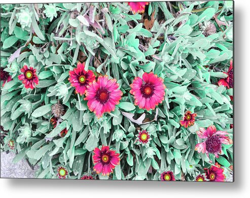 Color Metal Print featuring the photograph Flowers by Chuck Brown