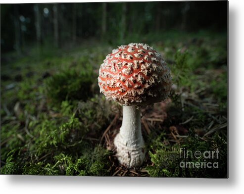 Mushroom Metal Print featuring the photograph Fly Agaric Amanita Muscaria Mushroom by Petra Dvorak / 500px