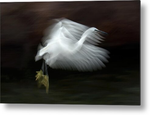 Egret Metal Print featuring the photograph Flying At Dusk by Xavier Ortega