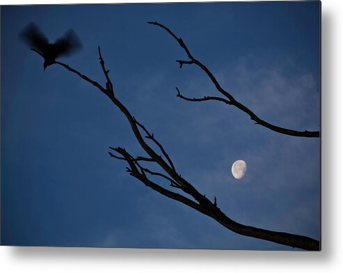 Spooky Metal Print featuring the photograph Flying Bird And The Moon by John Wang