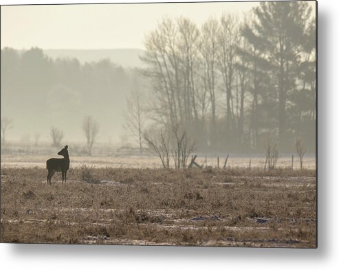 Deer Metal Print featuring the photograph Foggy Winter Morning by Brook Burling