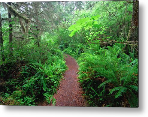 Scenics Metal Print featuring the photograph Footpath Through Quinault Rainforest by Martin Ruegner