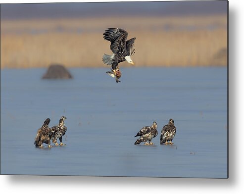 Eagle Metal Print featuring the photograph For Survival In The Winter by Jun Zuo