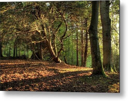 Scenics Metal Print featuring the photograph Forest Glade by Peter Mulligan