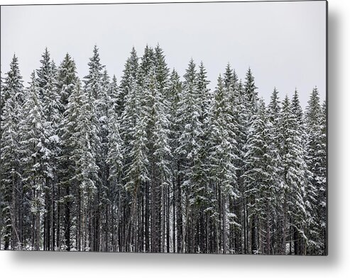 Snow Metal Print featuring the photograph Forest Snow 3 by Brian Knott Photography
