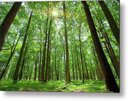 Scenics Metal Print featuring the photograph Forest With Sun Behind by Sylvain Sonnet