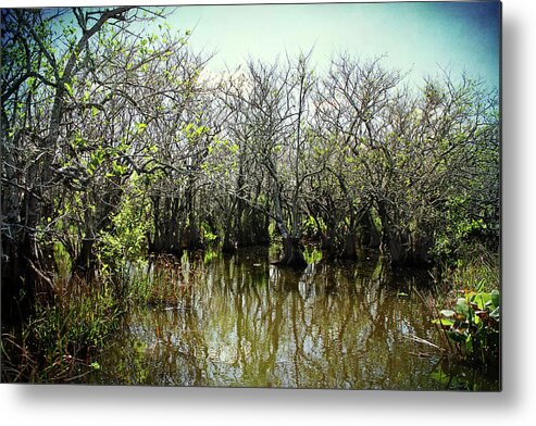 Lake Trafford Metal Print featuring the photograph Spooked In The Everglades by Kathi Mirto