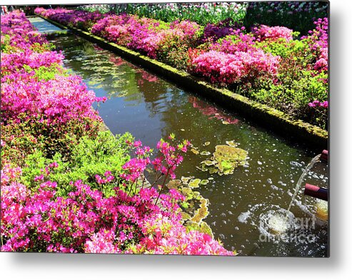 Garden Metal Print featuring the photograph Pink Rododendron Flowers by Anastasy Yarmolovich