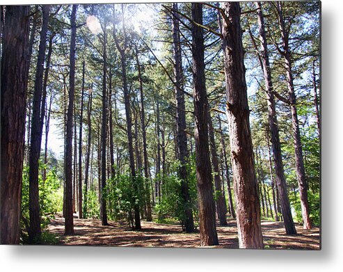 Formby Metal Print featuring the photograph  FORMBY. Woodland By The Coast by Lachlan Main