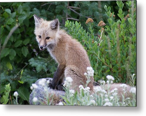 Fox Metal Print featuring the photograph Fox Pup by Joan Septembre