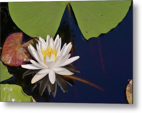 Water Lily Metal Print featuring the photograph Fragrant Water Lily by Bradford Martin