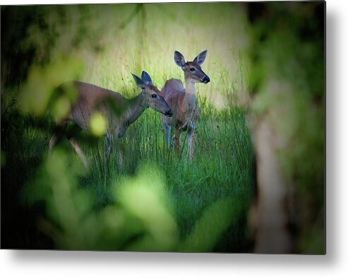 White-tailed Metal Print featuring the photograph Framed Two Deer by T Lynn Dodsworth