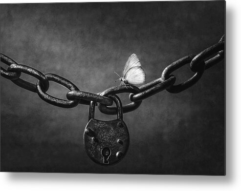 Light Metal Print featuring the photograph Freedom by Stephen Clough