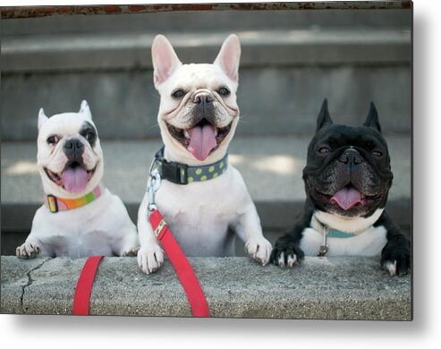 Pets Metal Print featuring the photograph French Bulldogs by Tokoro