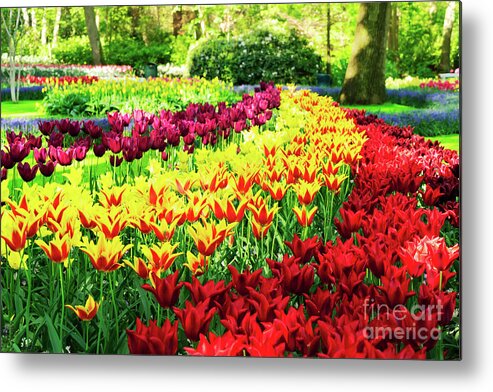 Netherlands Metal Print featuring the photograph Tulips Park by Anastasy Yarmolovich
