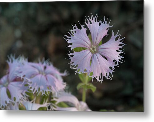 Fringed Catchfly Metal Print featuring the photograph Fringed Catchfly by Paul Rebmann