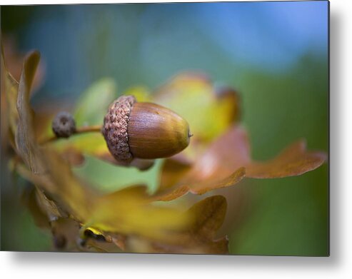 Acorn Metal Print featuring the photograph From Little Acorns by Jacky Parker