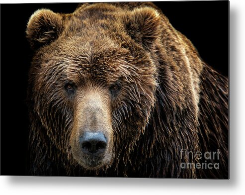 Grizzly Bear Metal Print featuring the photograph Front View Of Brown Bear Isolated by Xtrekx