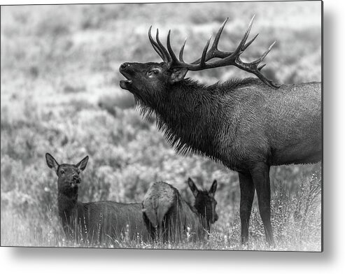 Bull Elk Metal Print featuring the photograph Frozen Dawn Bugle by Gary Kochel
