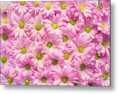 Flowers Metal Print featuring the photograph Full of pink flowers by Top Wallpapers