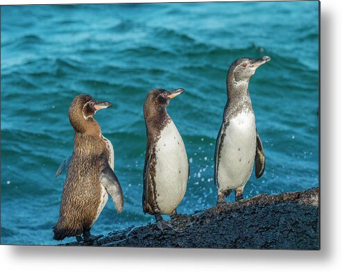 Animal Metal Print featuring the photograph Galapagos Penguin Trio by Tui De Roy
