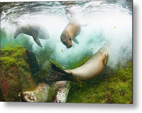 Animal Metal Print featuring the photograph Galapagos Sea Lions Playing Underwater by Tui De Roy
